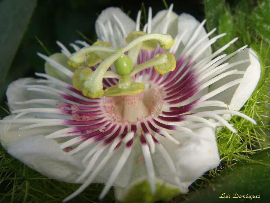 Flor de la Pasión