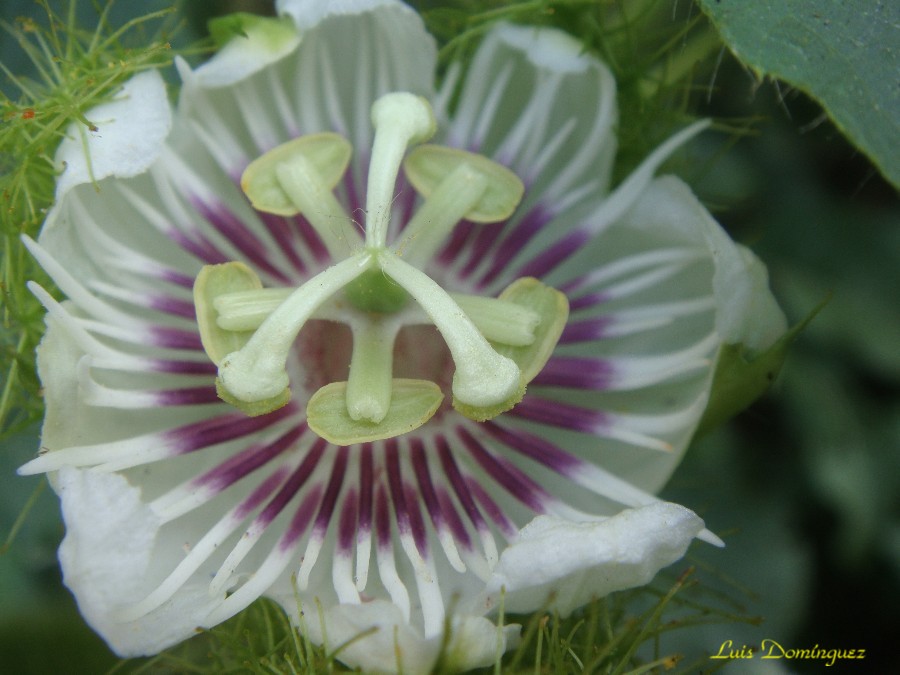 Flor de la Pasión