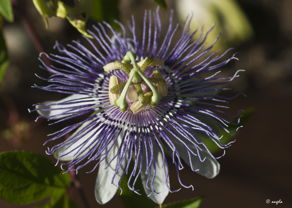 Flor de la pasión (passiflora cerulea)