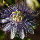 Flor de la pasión (passiflora cerulea)