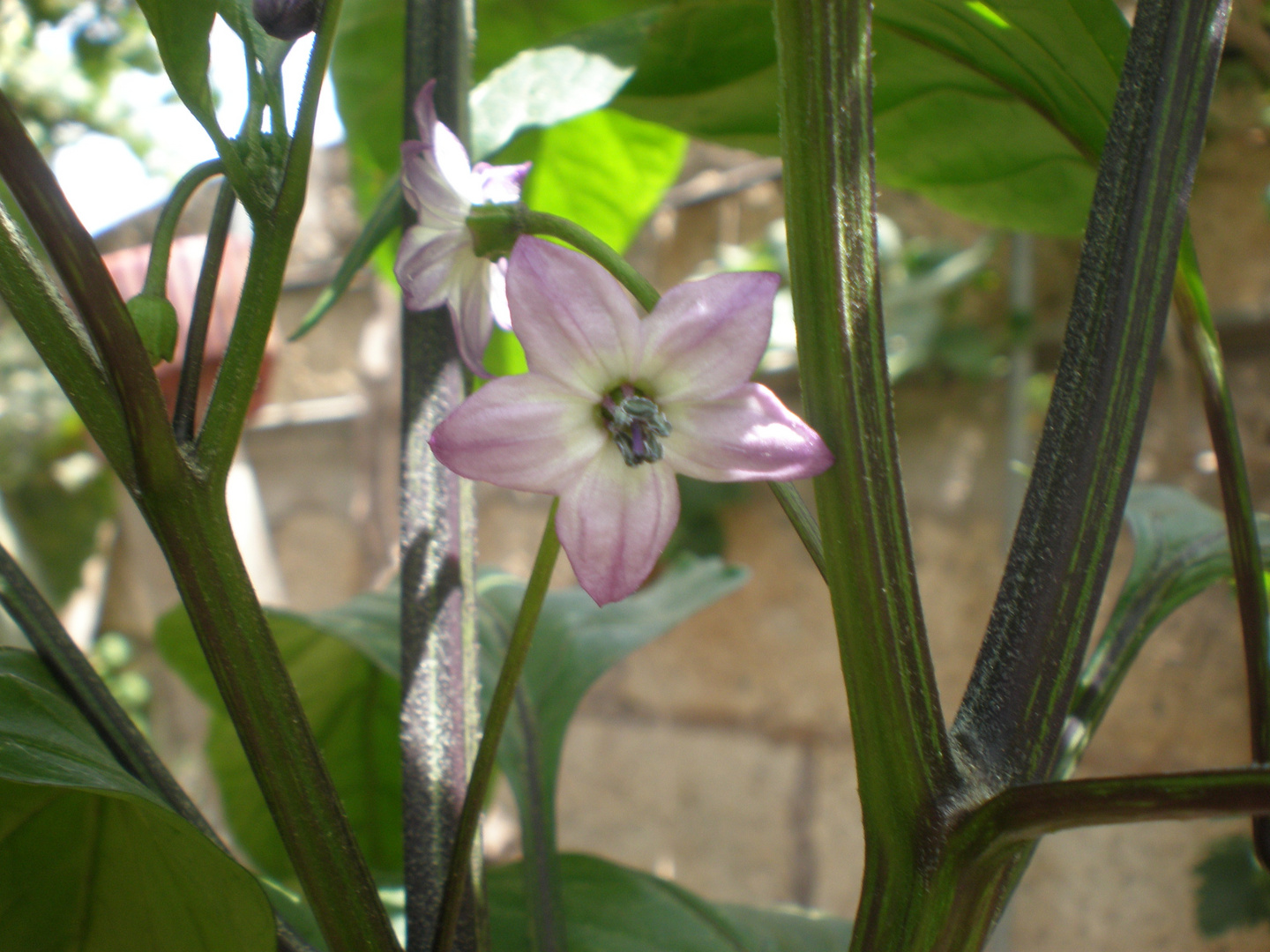 Flor de la pimienta.