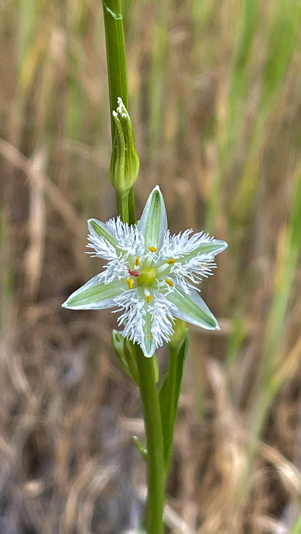 Flor de la plumilla