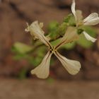 FLOR DE LA RUCULA