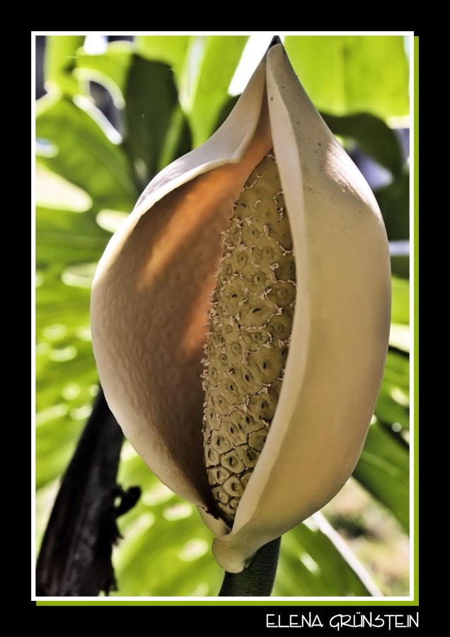 Flor de la Yuca