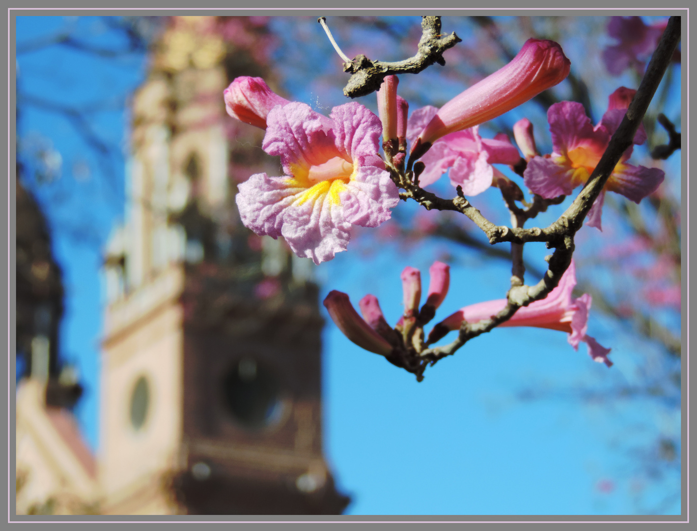 Flor de lapacho