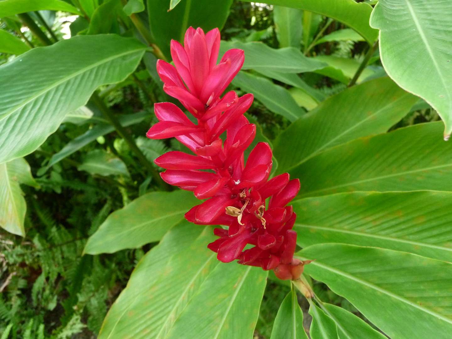 Flor de Las trincheras