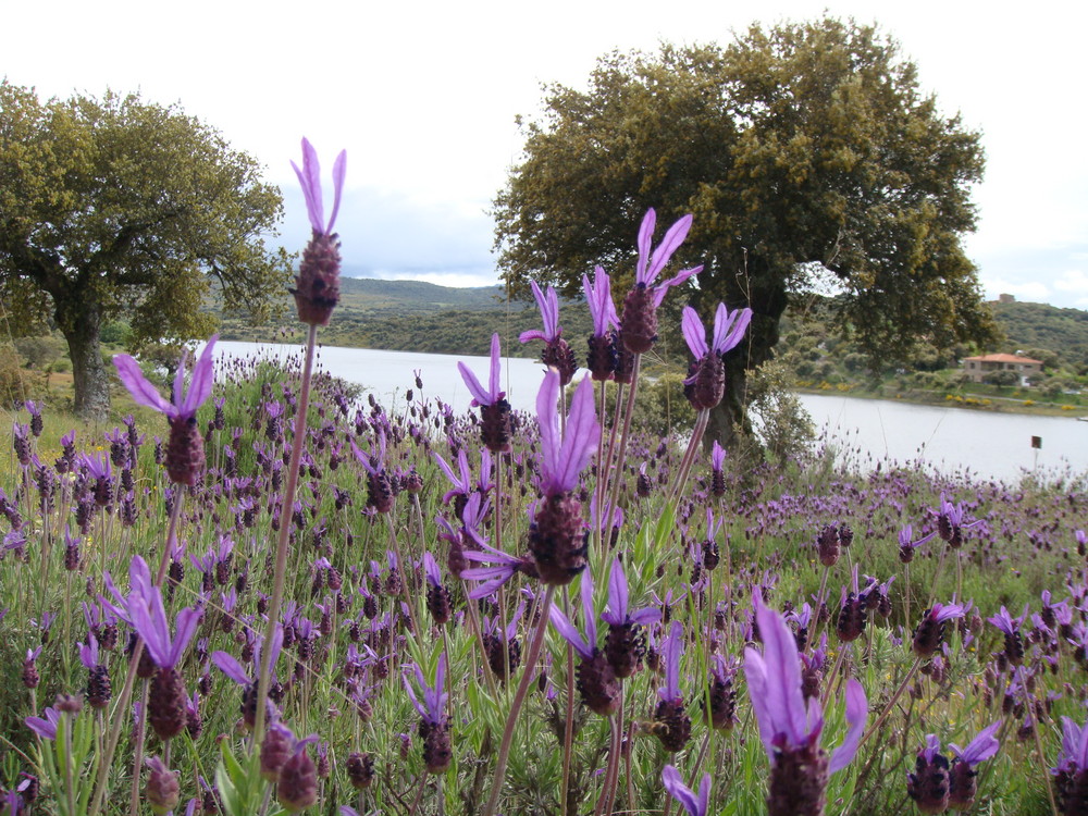 FLOR DE LAVANDA