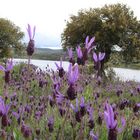 FLOR DE LAVANDA