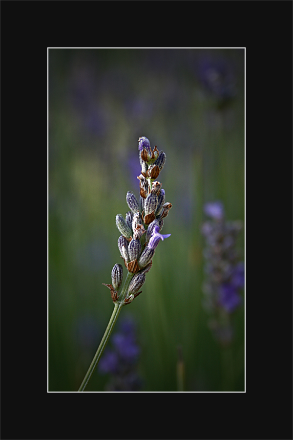 Flor de lavanda...de Mª Teresa Pascual