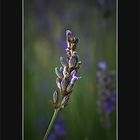 Flor de lavanda...de Mª Teresa Pascual