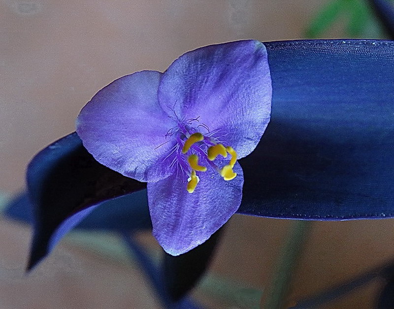 Flor de Leyenda