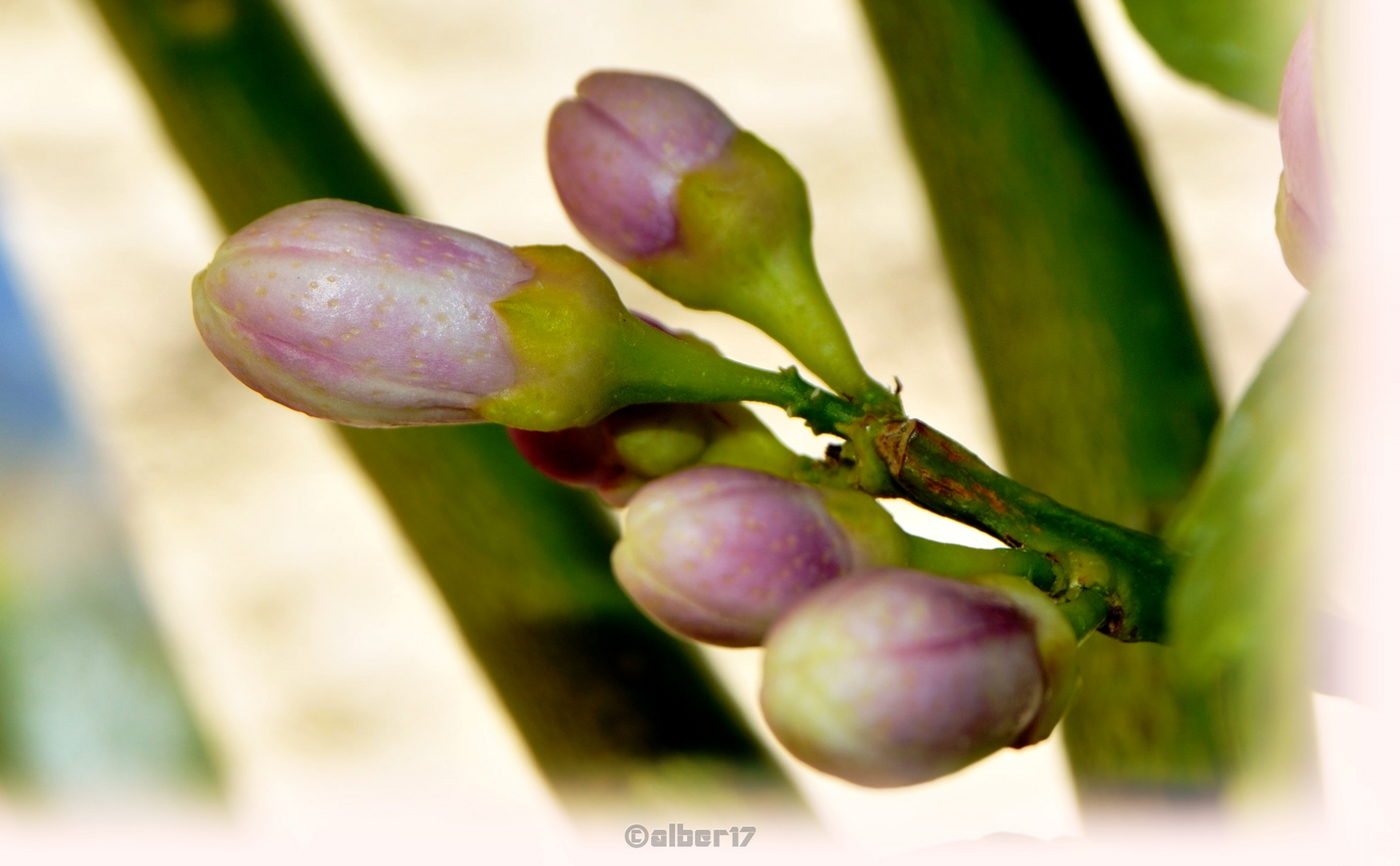 Flor de Limonero,,,,