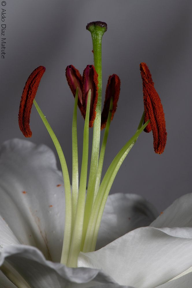 Flor de Lirio Blanco