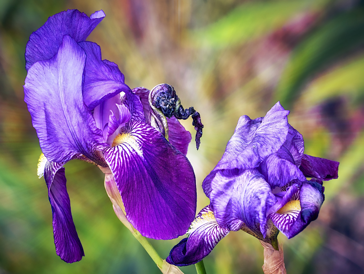 Flor de Lis