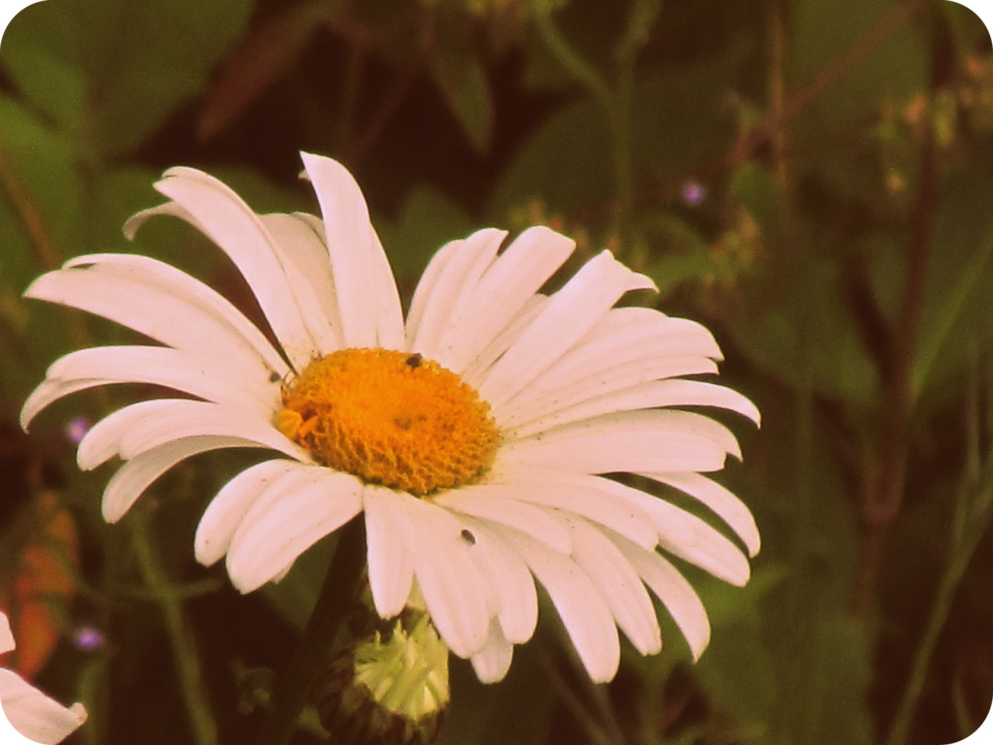 Flor de lo 60