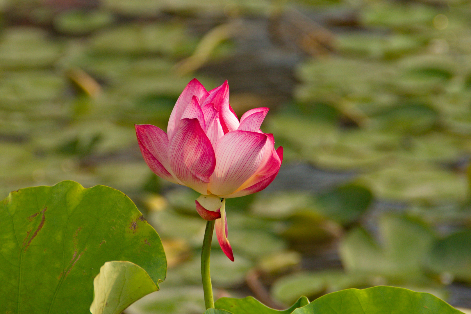 Flor de Loto