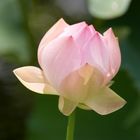 Flor de Loto capullo (Nelumbo nucifera), Jardin Botanico UCV, Caracas