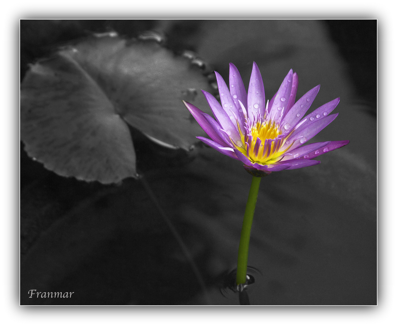 Flor de Loto en fondo gris