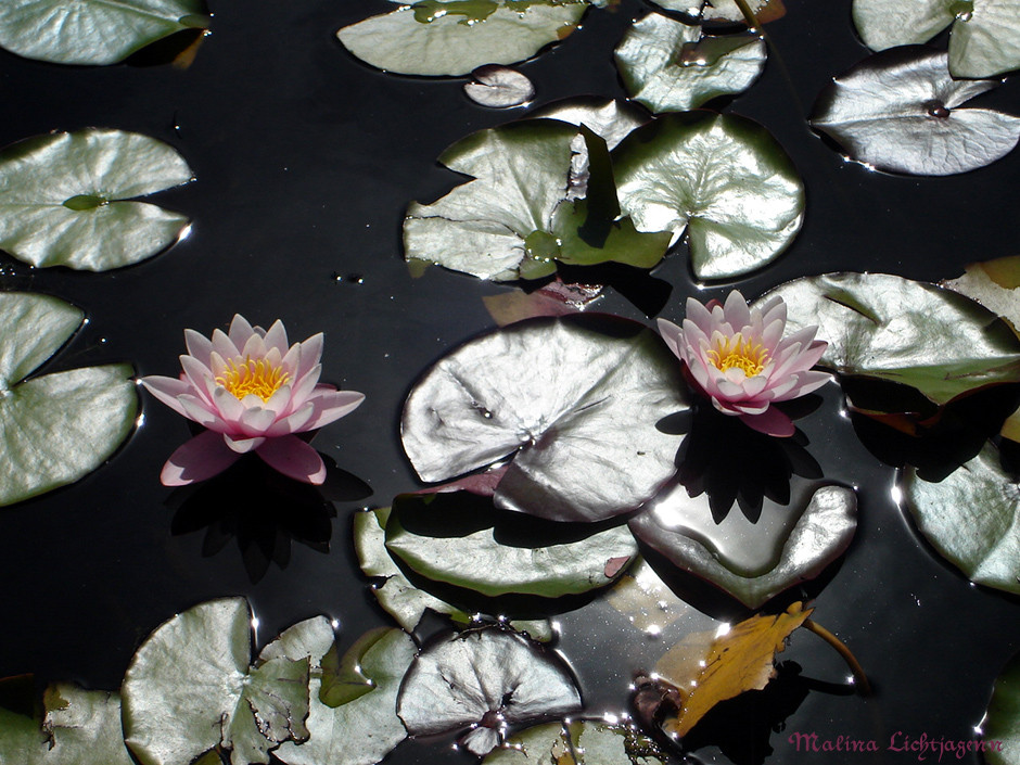 Flor de Loto II