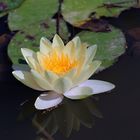 FLOR DE LOTUS