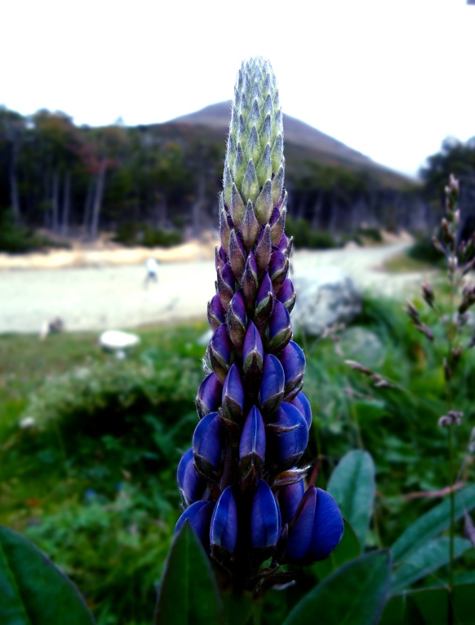 Flor De Lupino