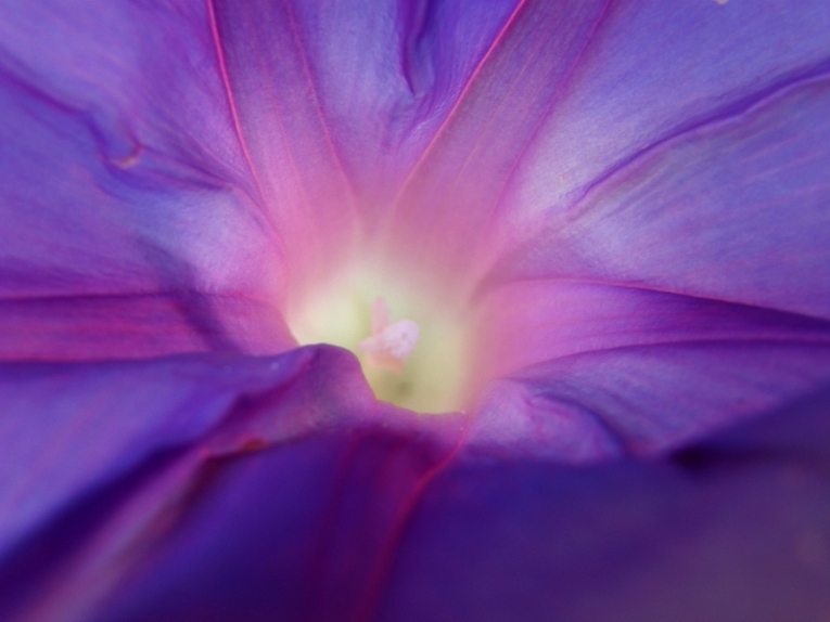 Flor de luz y color.