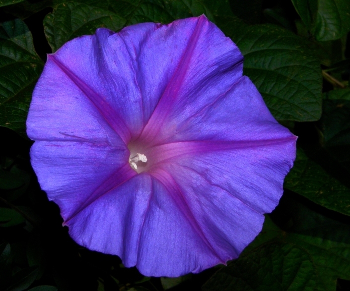 Flor de luz y color II