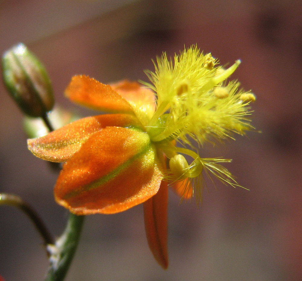 flor de macro