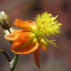 flor de macro