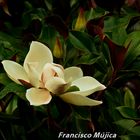 ...flor de magnolia...