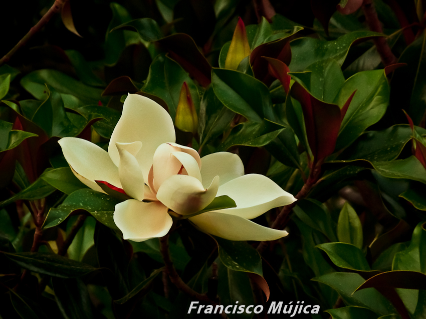 ...flor de magnolia...