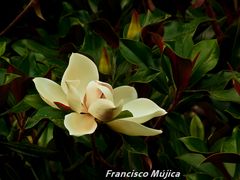 ...flor de magnolia...