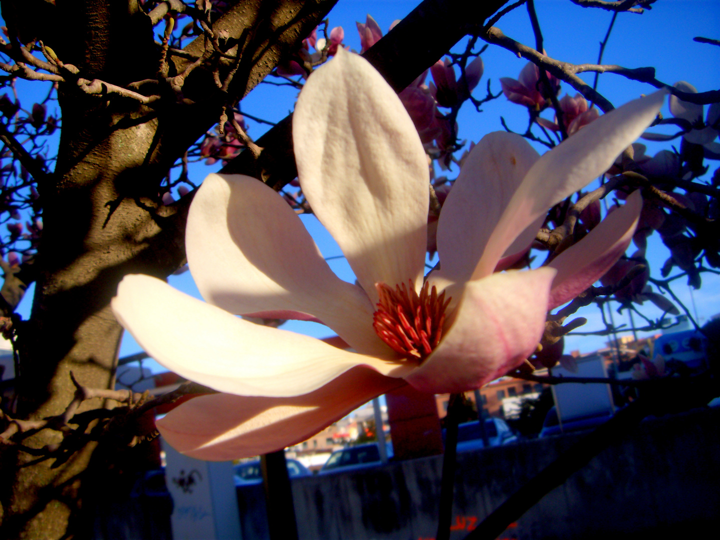 FLOR DE MAGNOLIA