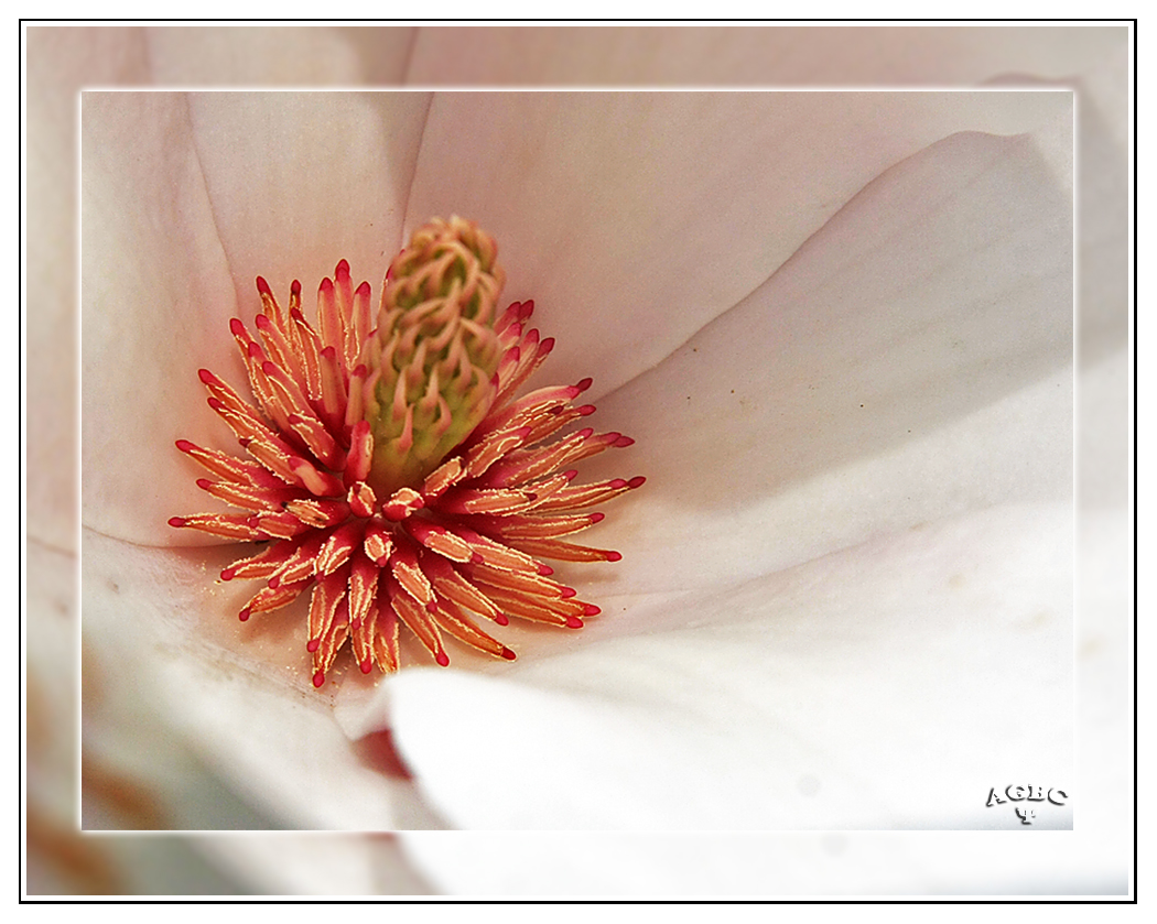 Flor de Magnolia (detalle) GKM2