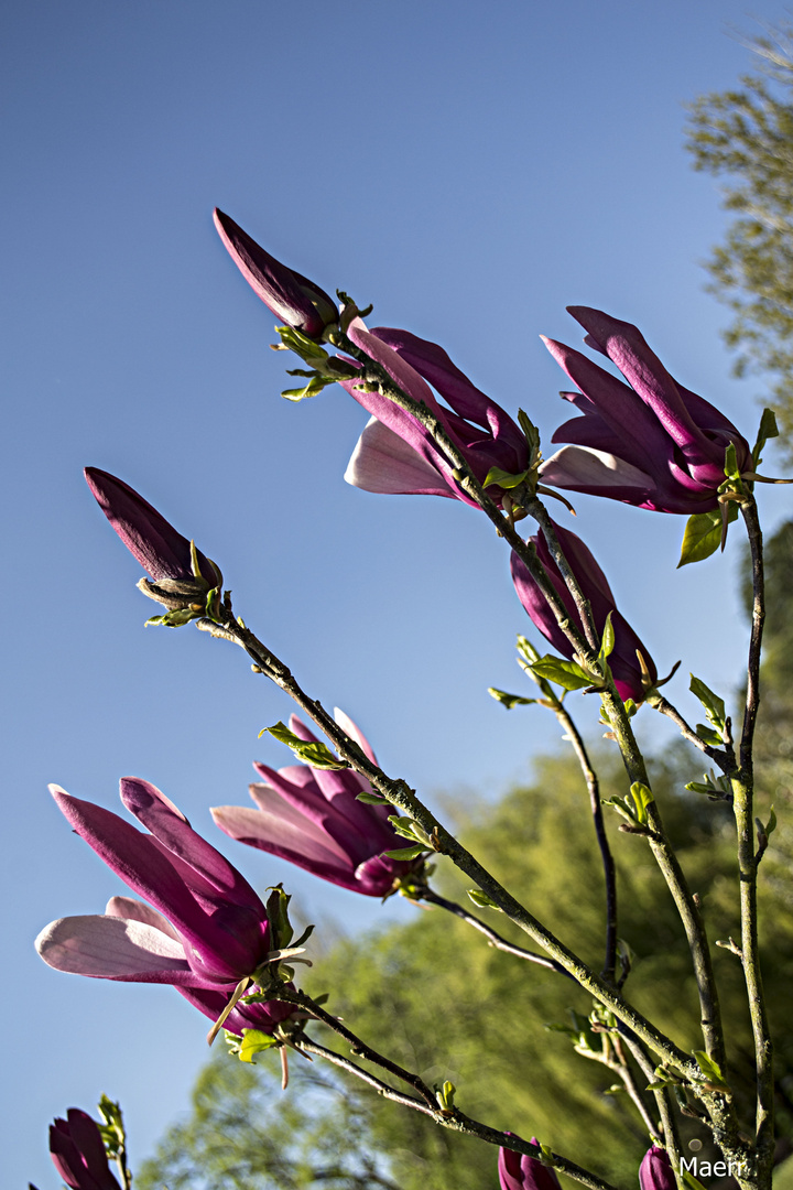 Flor de magnolia