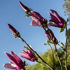 Flor de magnolia