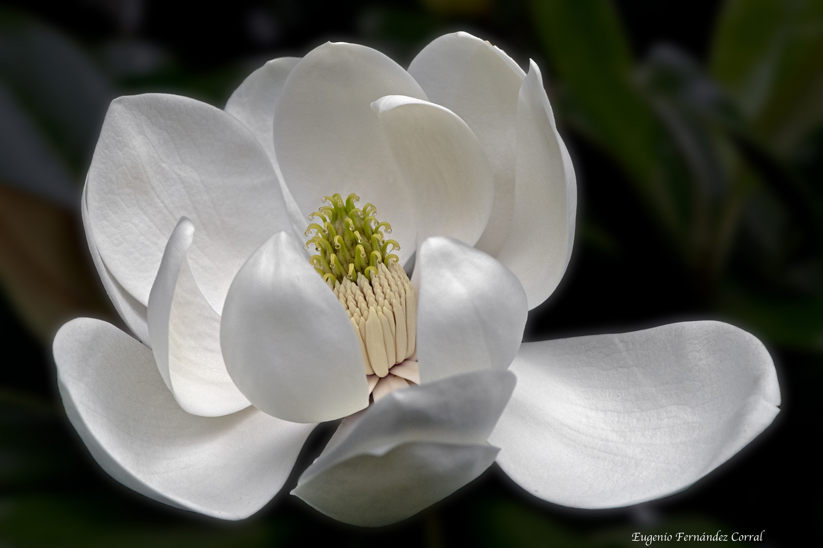 Flor de Magnolio