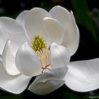 Flor de Magnolio