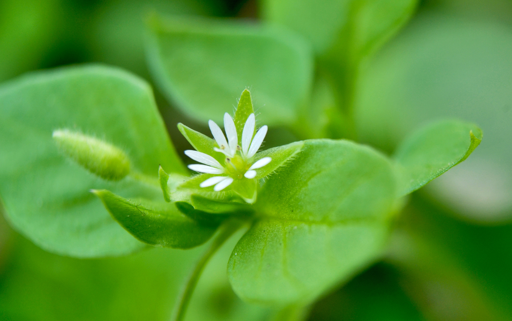 Flor de maleza