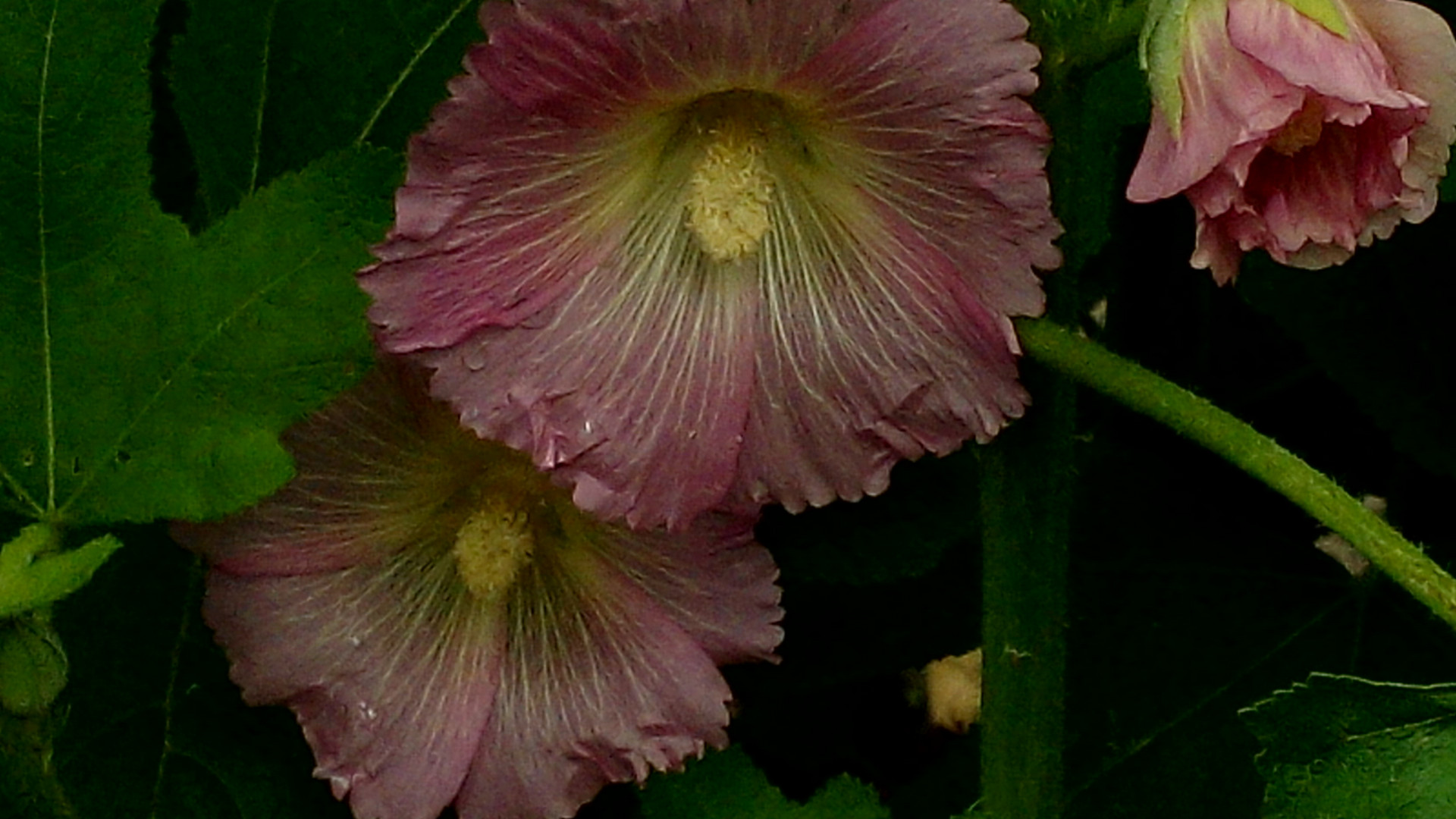 Flor de Malva.