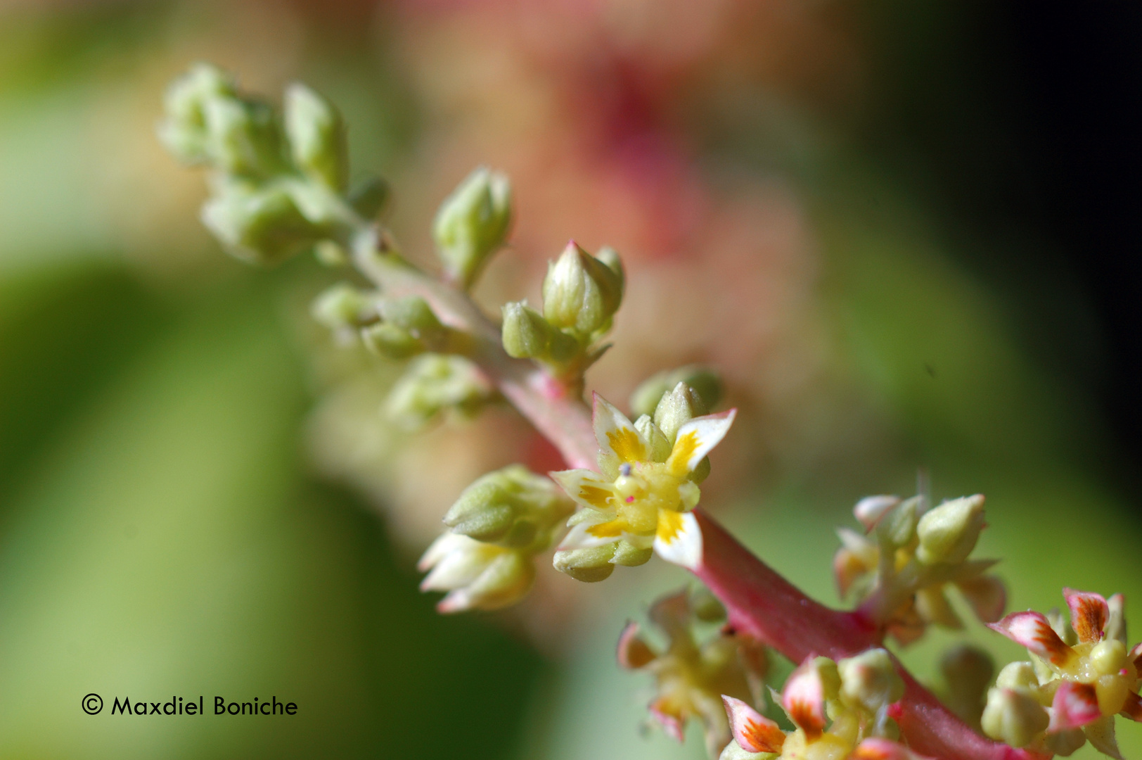 Flor de Mango