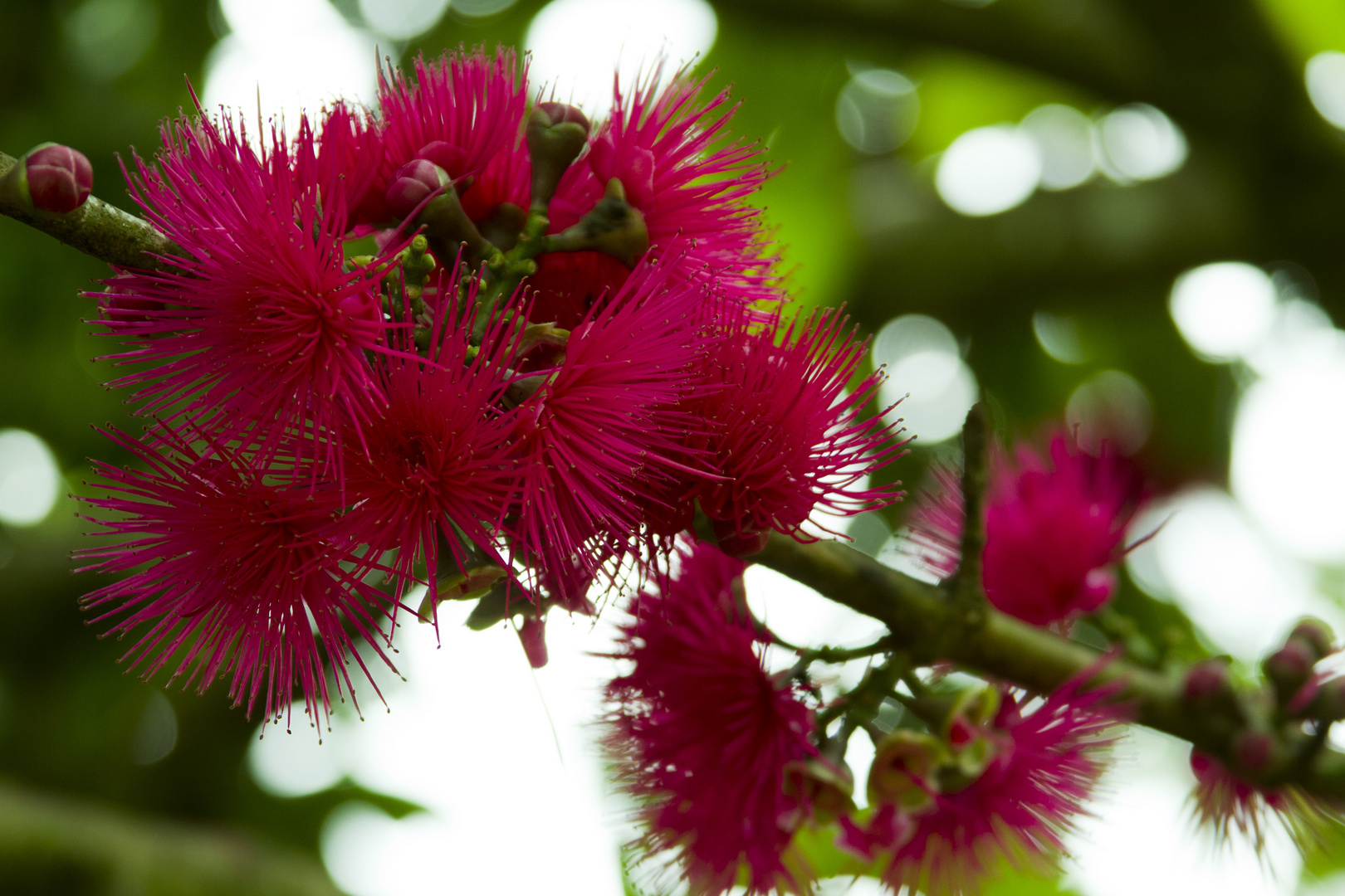 Flor de manzana de agua