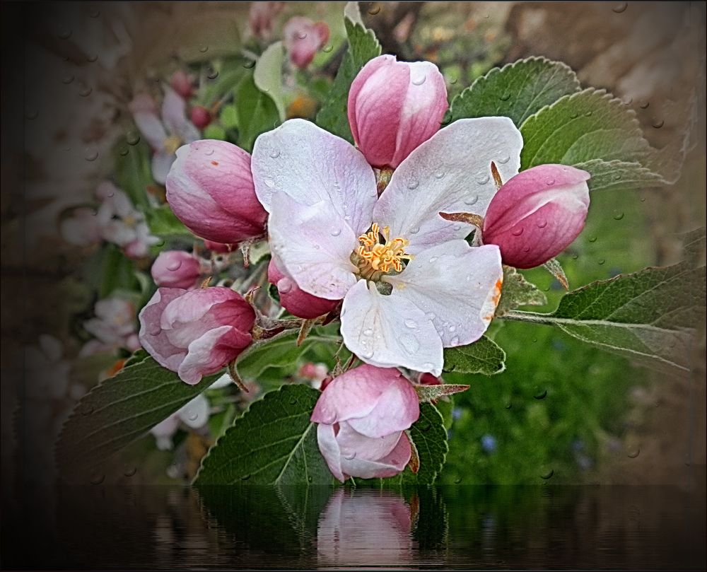  Flor de Manzanero 