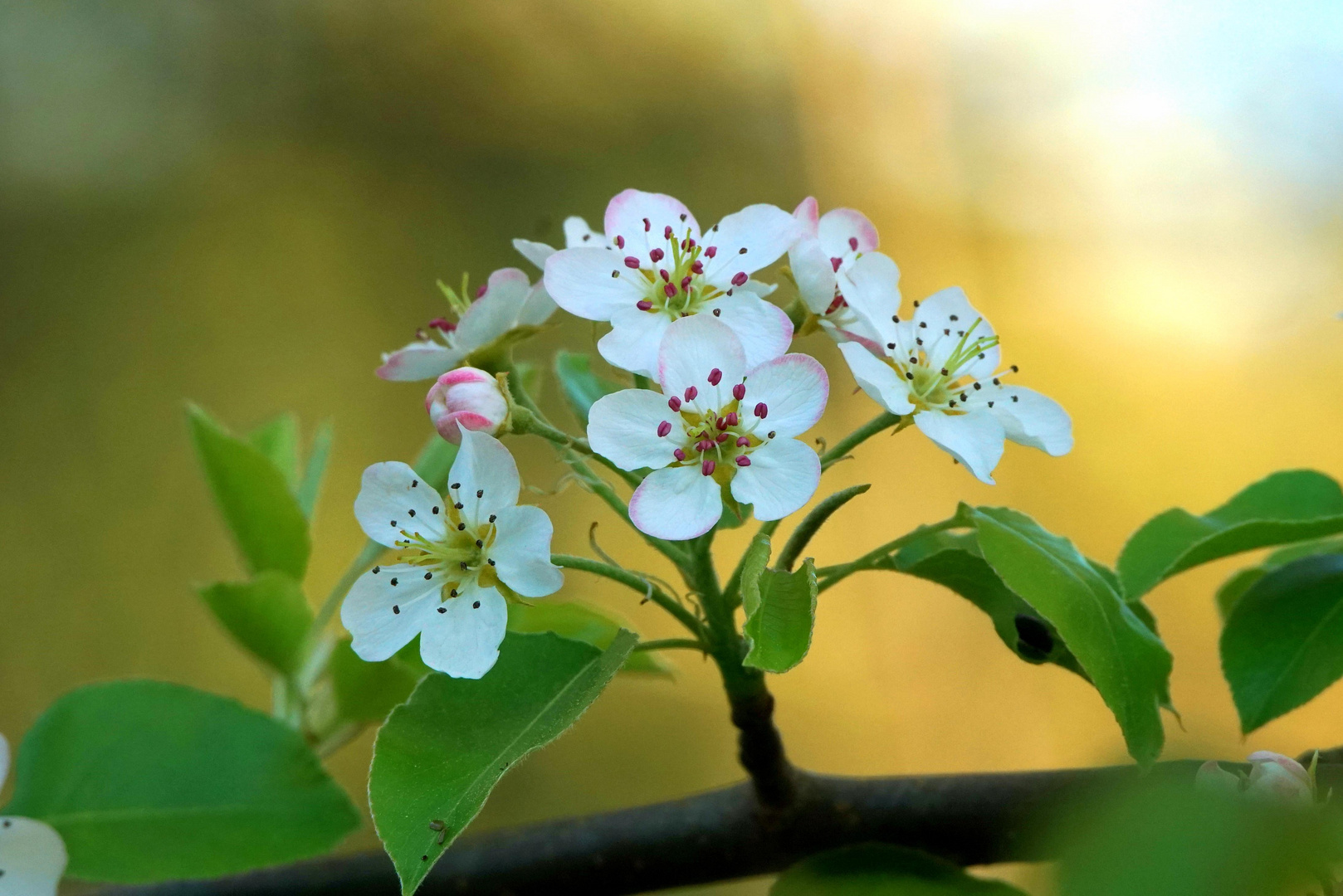 flor de manzano