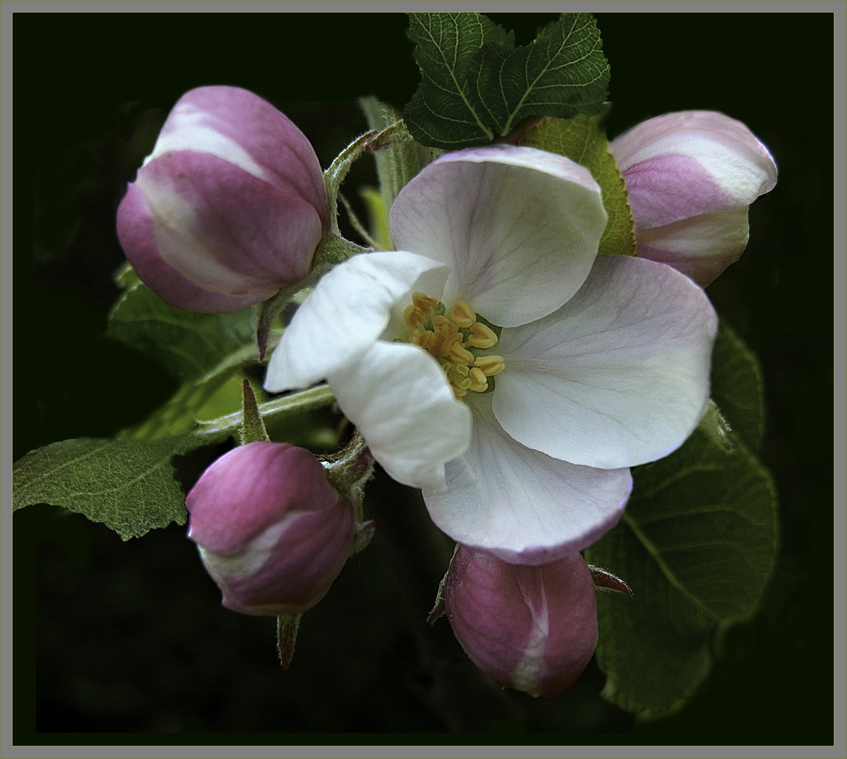  Flor de Manzano