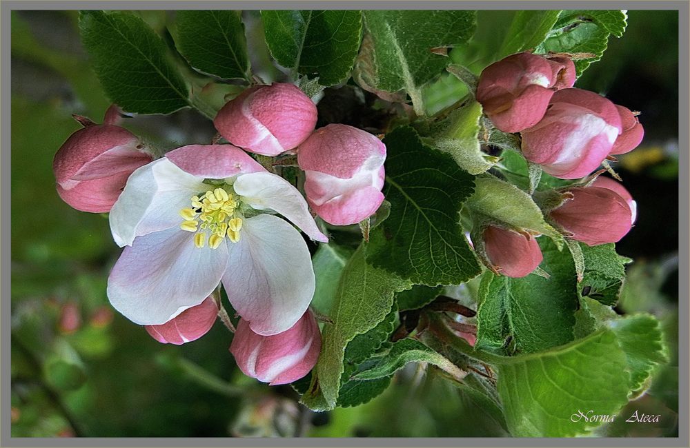 Flor de manzano 