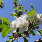 FLOR DE MANZANO