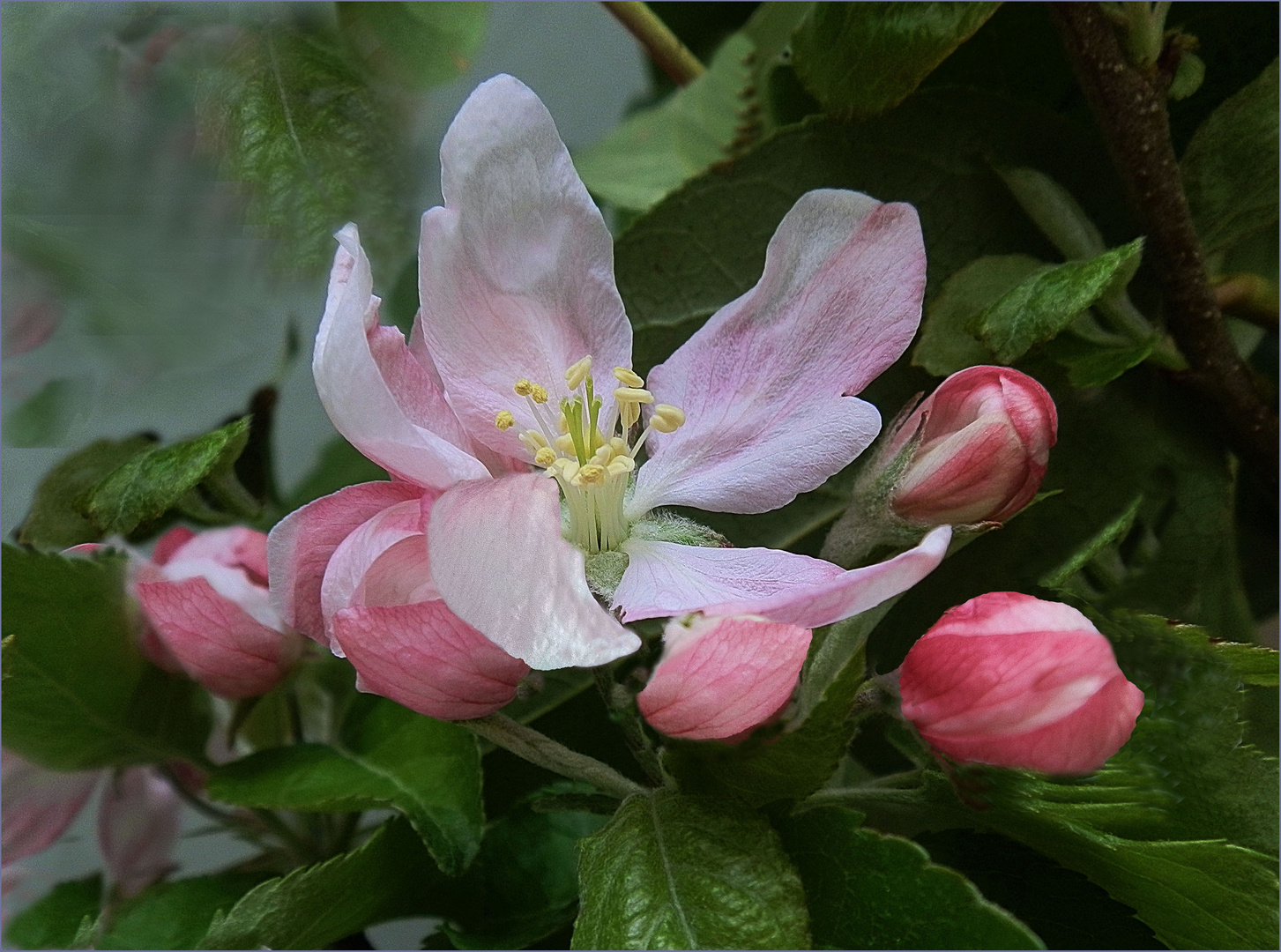  Flor  de manzano III  