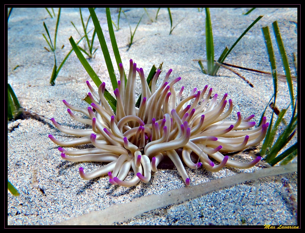 Flor de mar