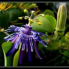 Flor de maracujá